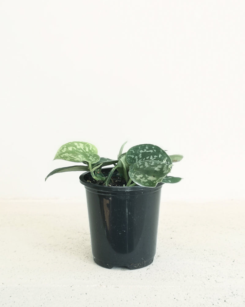 Scindapsus Pictus Argyraeus Toronto's 5-star Bestseller nursery store selected local & Korean rare succulents; houseplants, indoor plants, selected handmade planters with a drainage hole, pots, bonsai pots, produced by ourselves, wholesale. Ceramic Planter With Drainage Hole Cactus Succulent Plant Pot/Small Fern Flower Pot Gift Garden Desk Pottery/Handmade/Ceramic/Glazed/Table Decor/Indoor Decor/Tabletop Planter