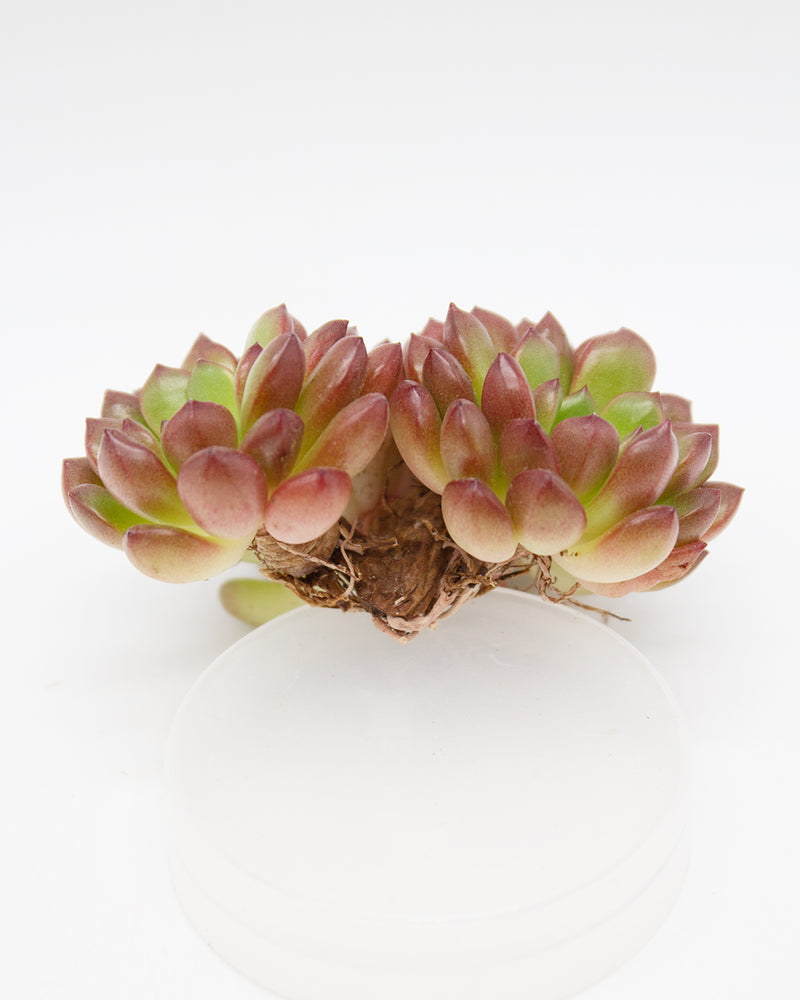 Sedeveria Pink Ruby