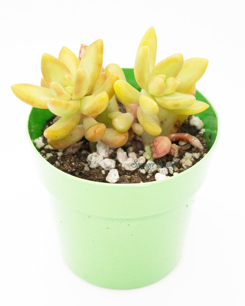 Sedum Adolphi/Adolfi Hybrid