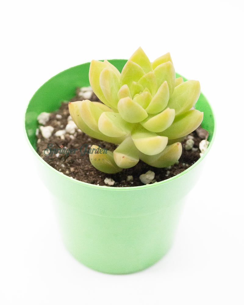 Sedum Adolphi/Adolfi