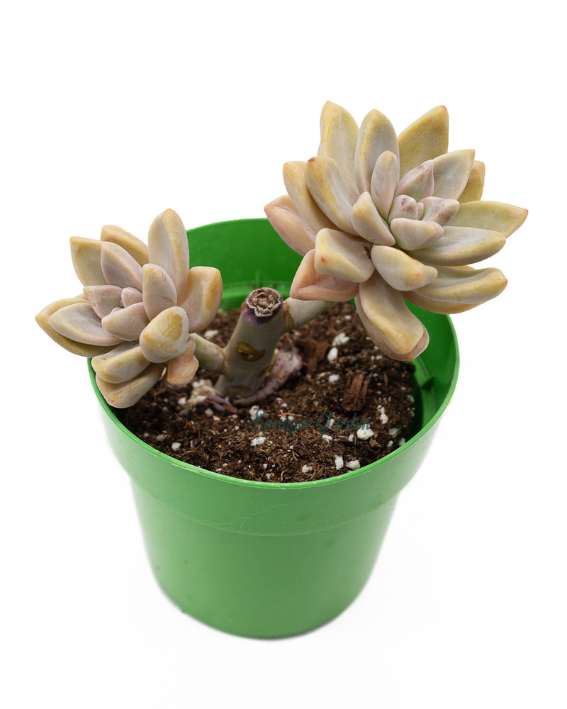 Sedum Adolphi/Adolfi sp.