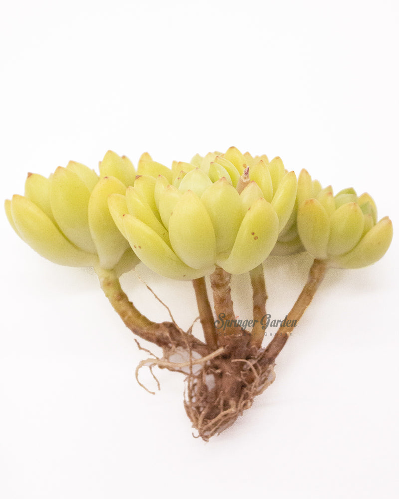 Sedum Alice Evans