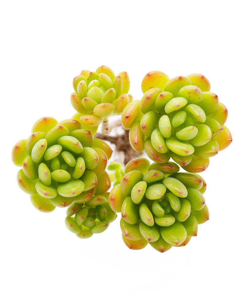 Sedum Alice Evans