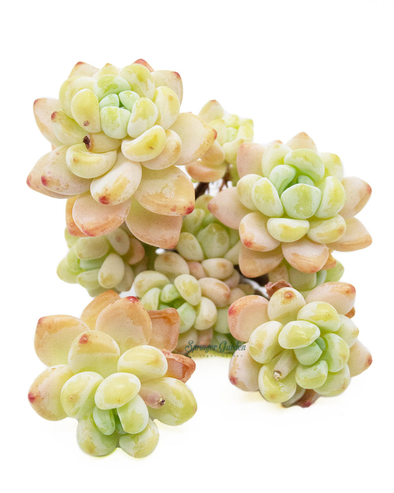 Sedum Clavatum