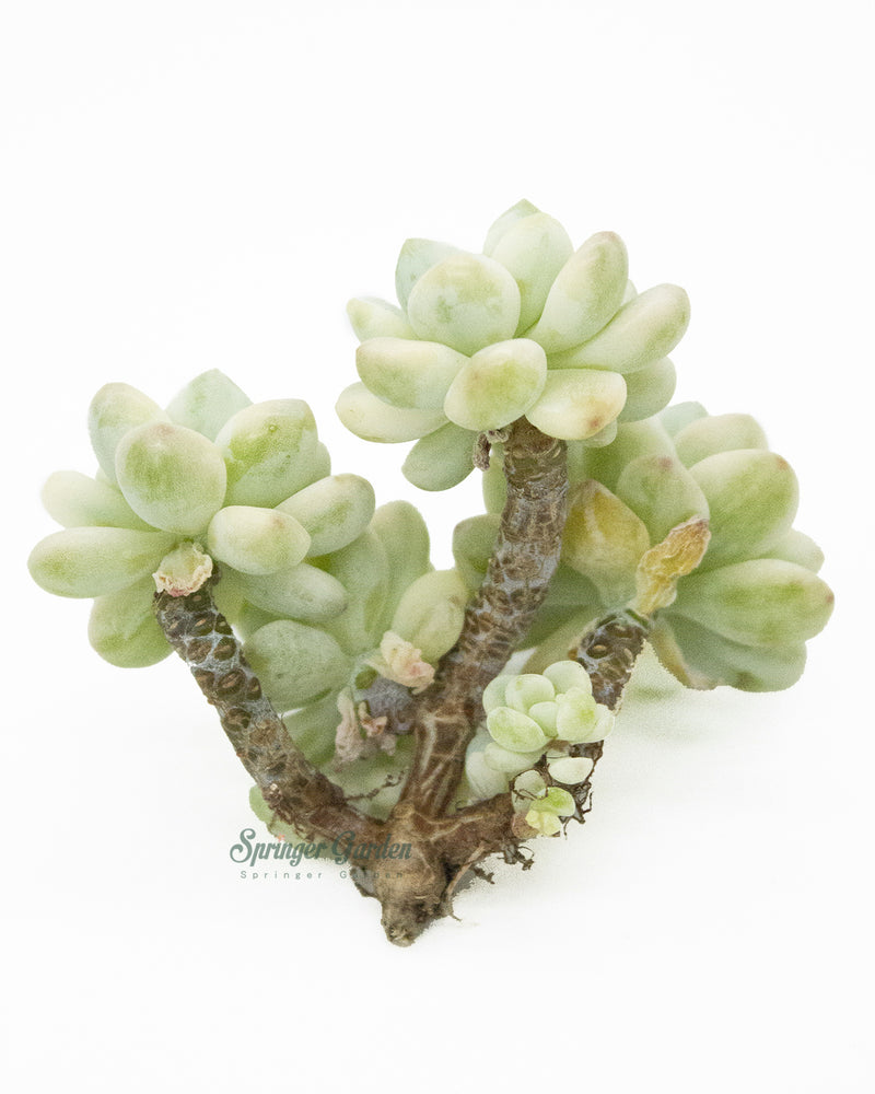 Sedum Clavatum Variegated