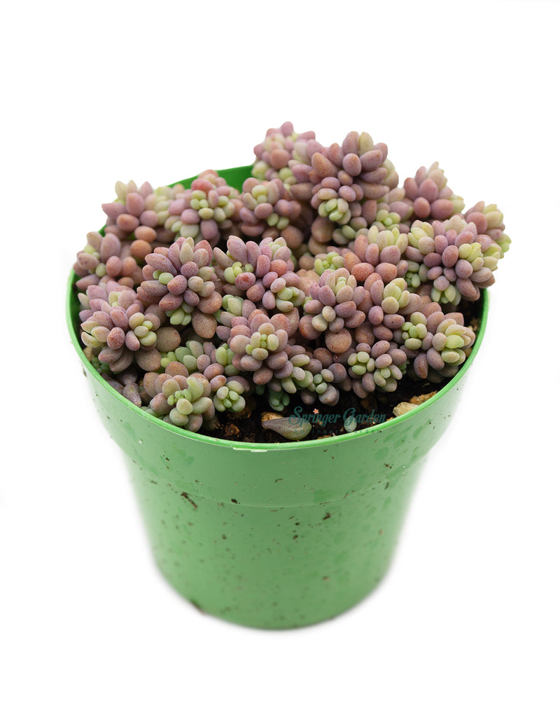 Sedum Dasyphyllum Minor