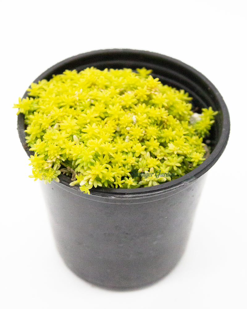 Sedum Hispanicum Gold Moss