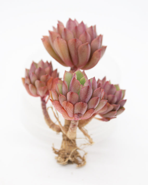 Sedum Joyce Tulloch