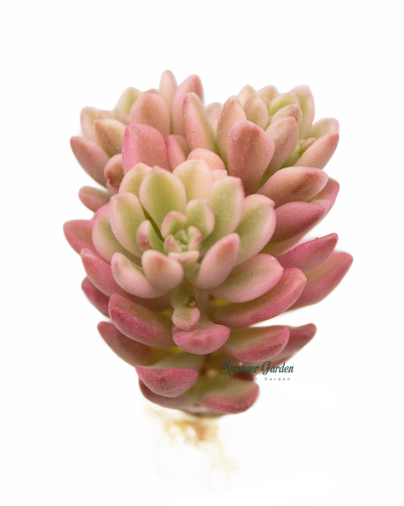 Sedum Joyce Tulloch Variegate