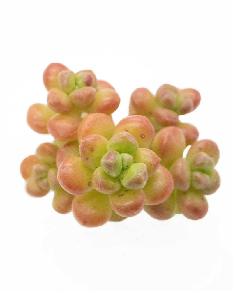 Sedum Lucidum Obesum