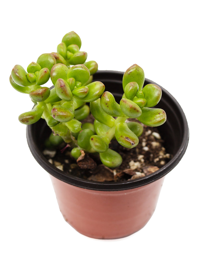 Sedum Lucidum Obesum