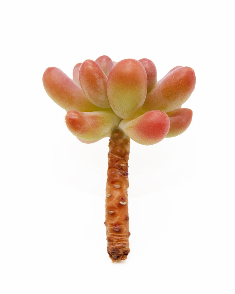 
                
                    Load image into Gallery viewer, Sedum Pachyphyllum Thin Blue Form
                
            