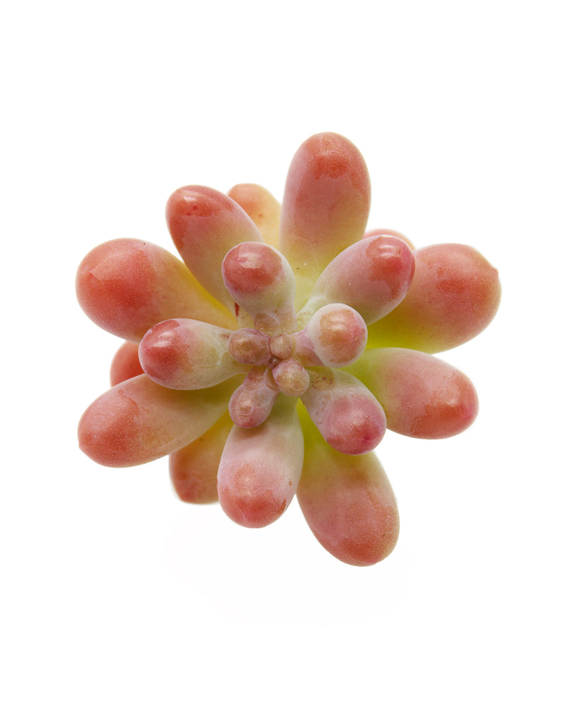 
                
                    Load image into Gallery viewer, Sedum Pachyphyllum Thin Blue Form
                
            