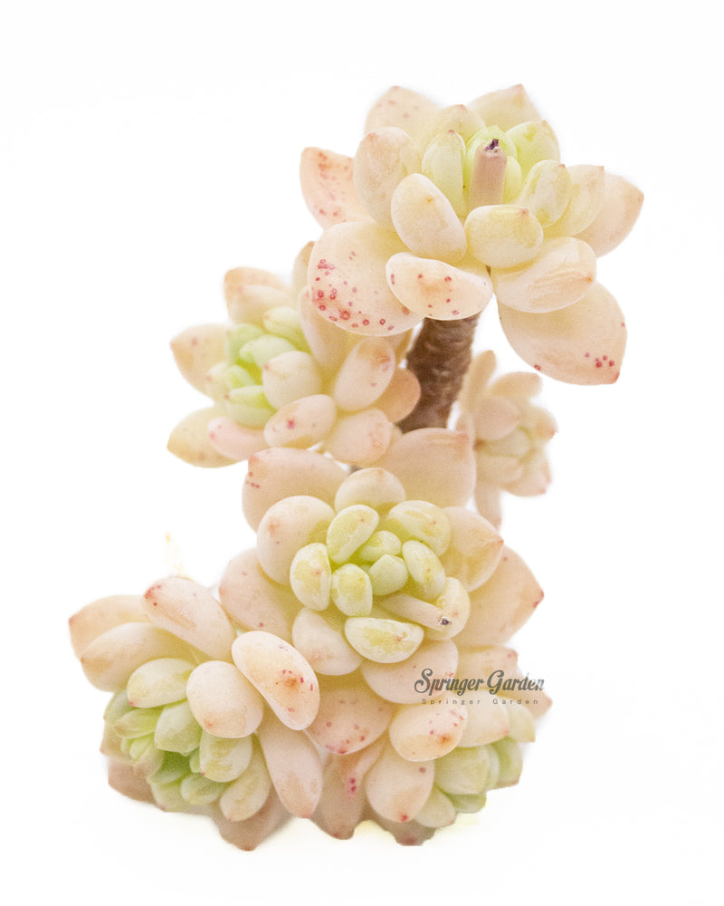 Sedum Roach