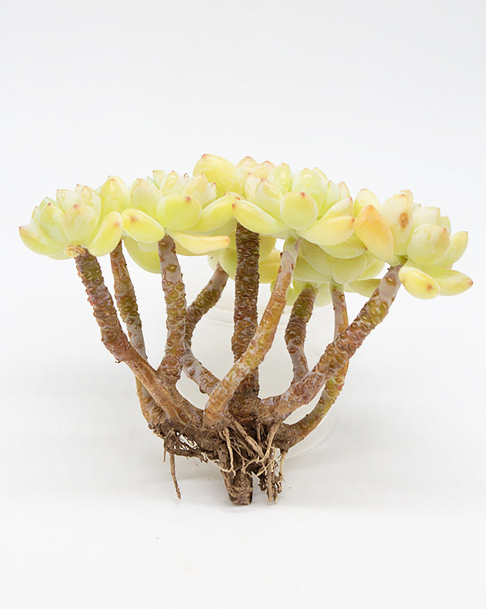Sedum Roach