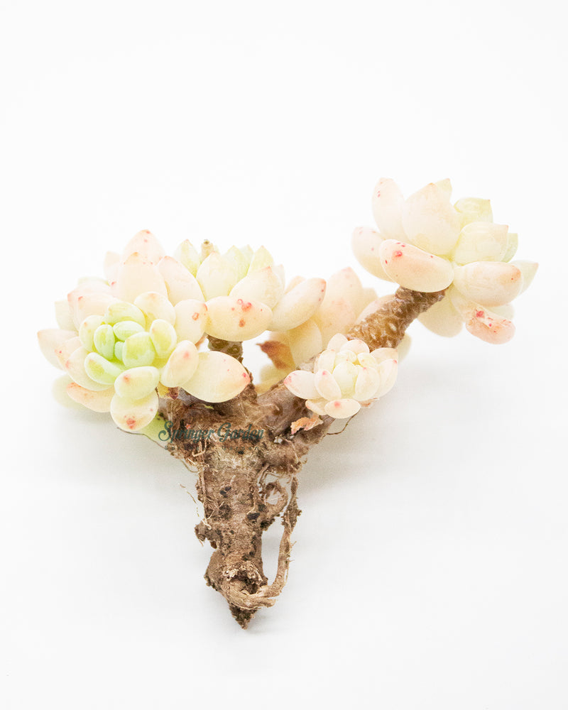 Sedum Roach