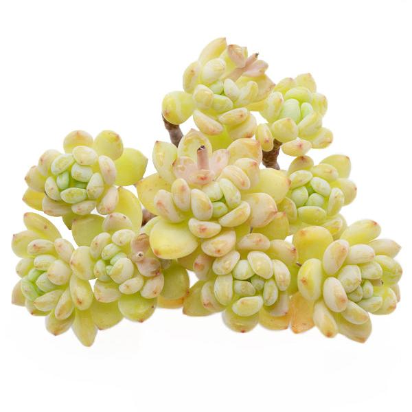 Sedum Roach