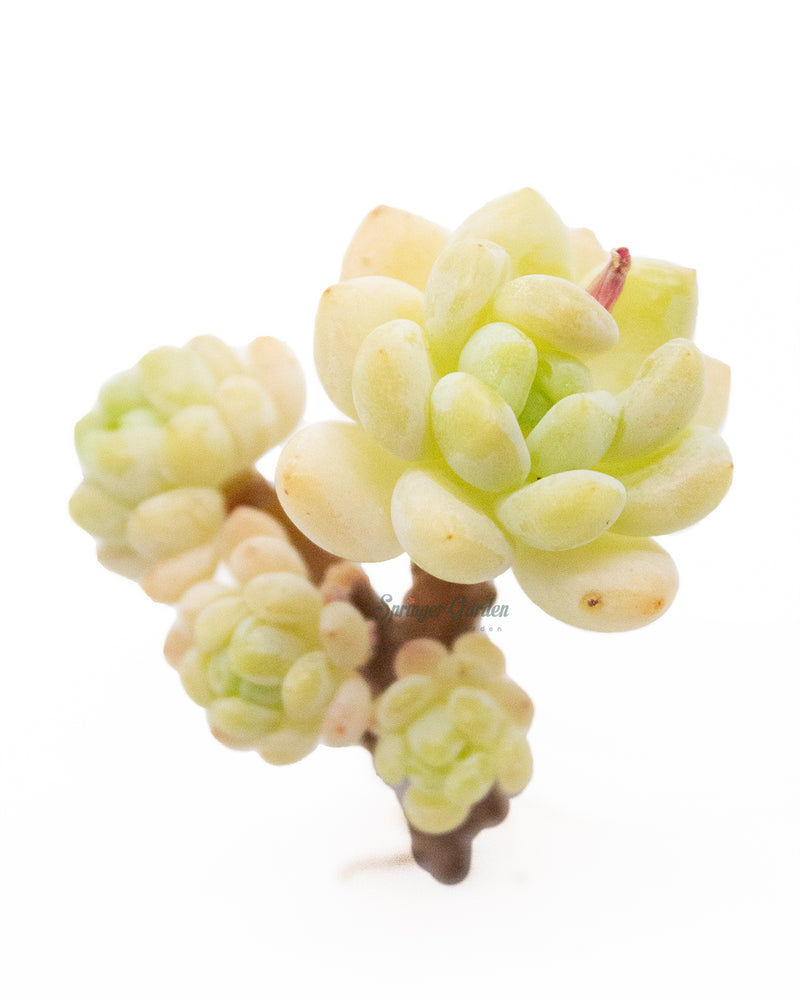 Sedum Roach