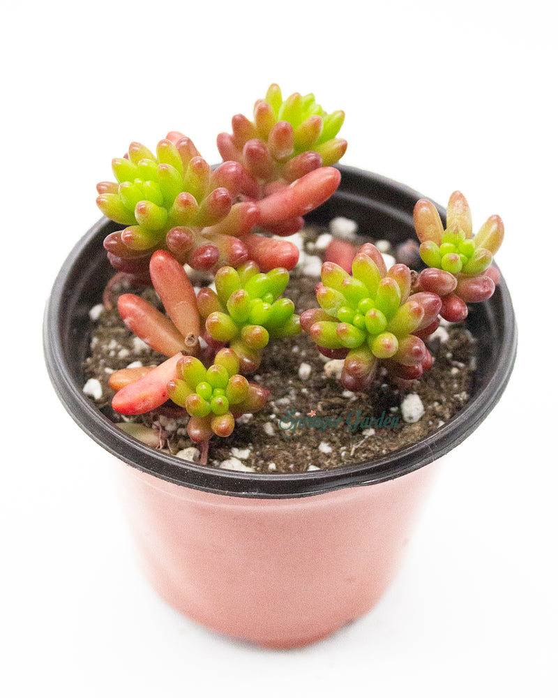 Sedum Rubrotinctum Jelly Bean