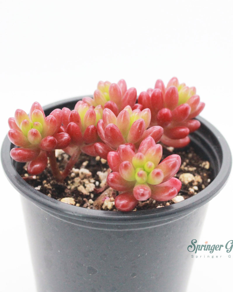 Sedum Rubrotinctum Jelly Bean