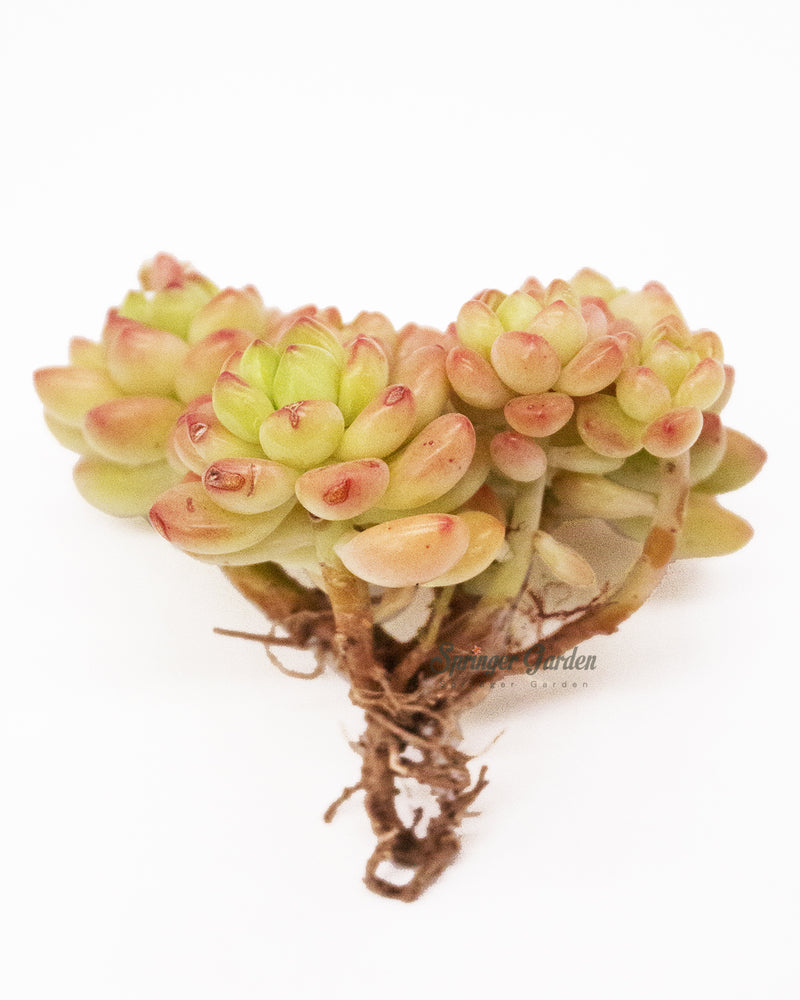 Sedum Shangri La/Shangrira