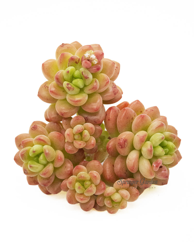 Sedum Shangri La/Shangrira