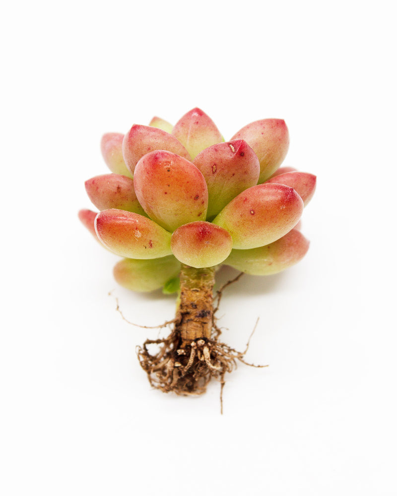 Sedum Shangri La/Shangrira