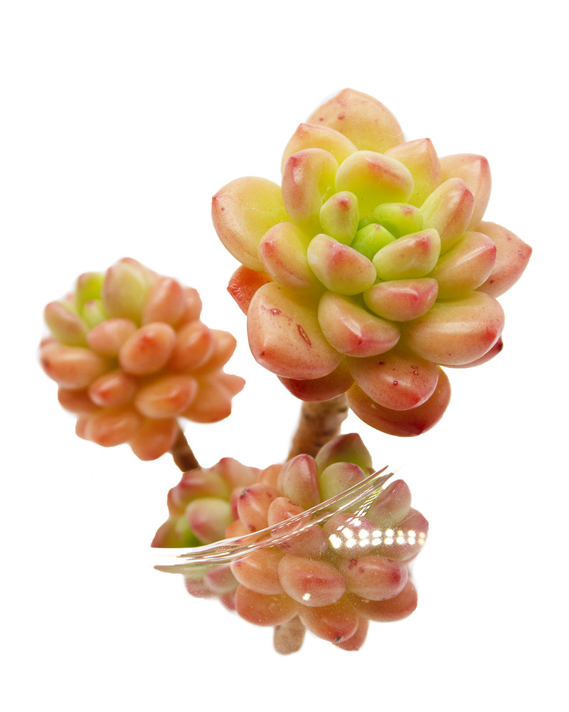 Sedum Shangri La/Shangrira