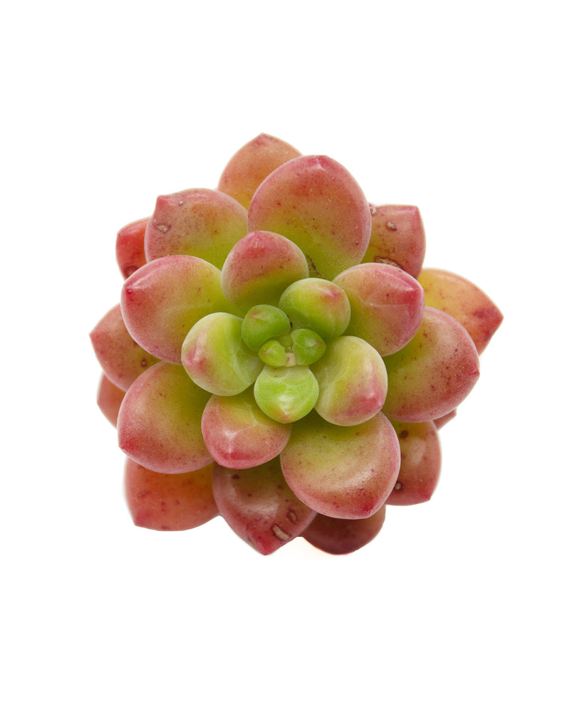 Sedum Shangri La/Shangrira