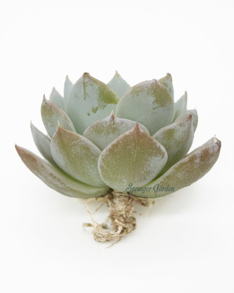 Sedum Suaveolens Kimnch