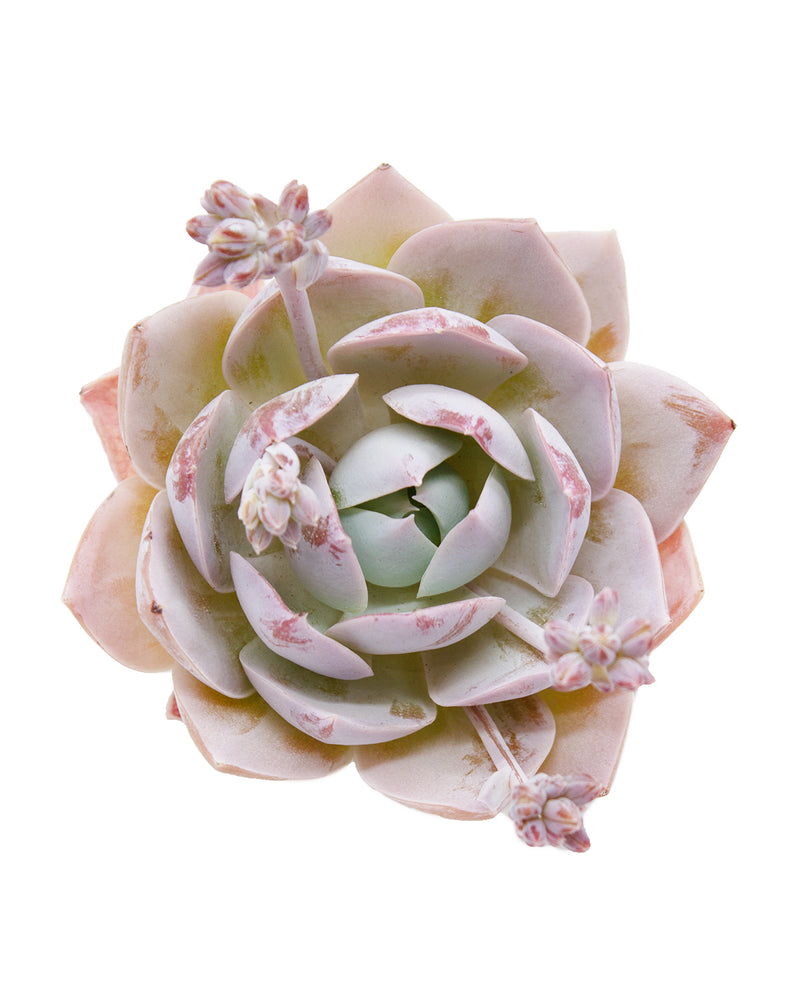 Sedum Suaveolens Kimnch