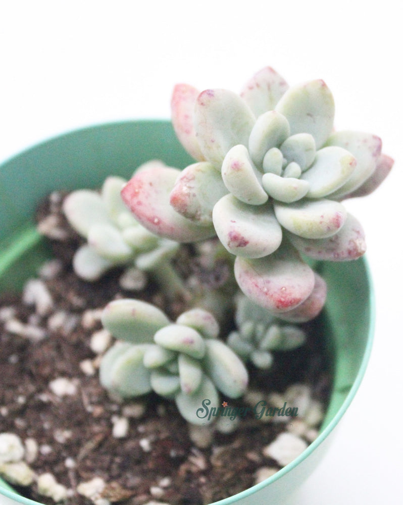 Sedum Treleasei
