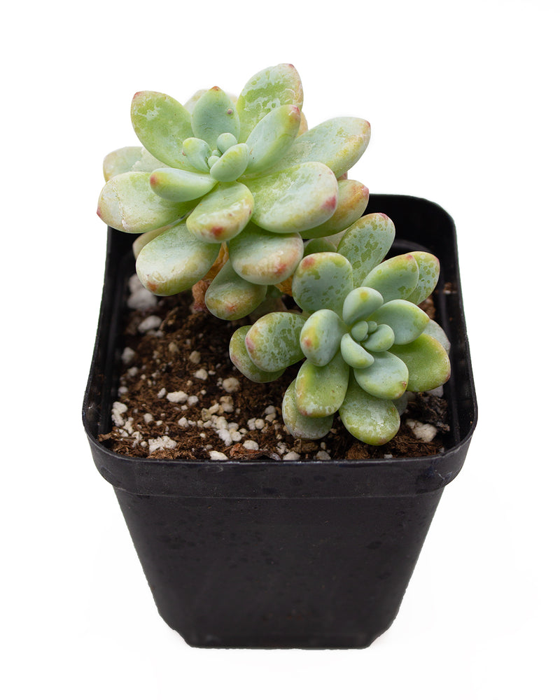 Sedum Treleasei