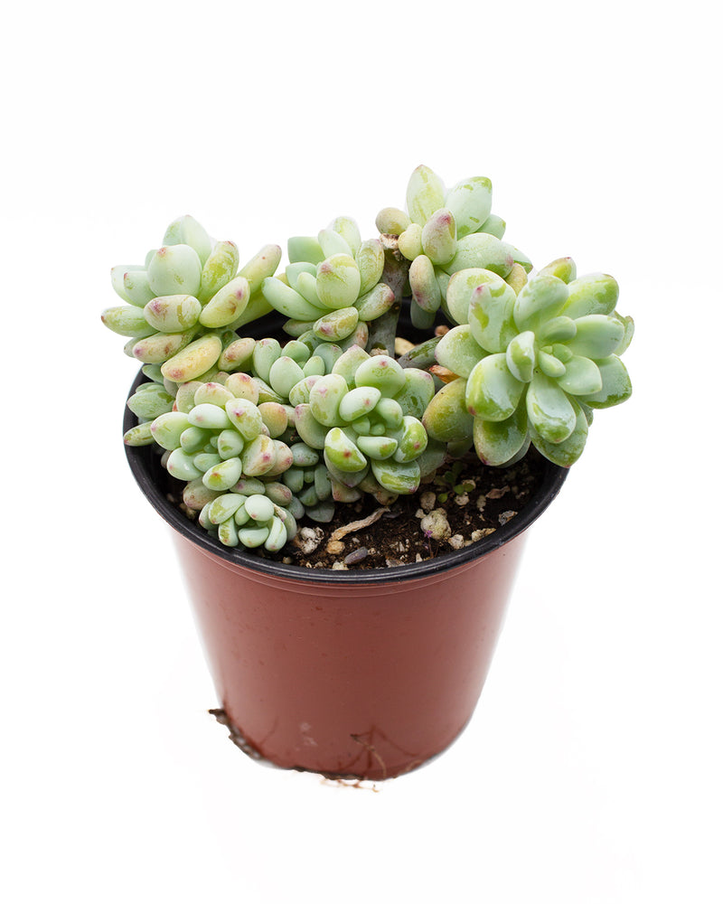 Sedum Treleasei