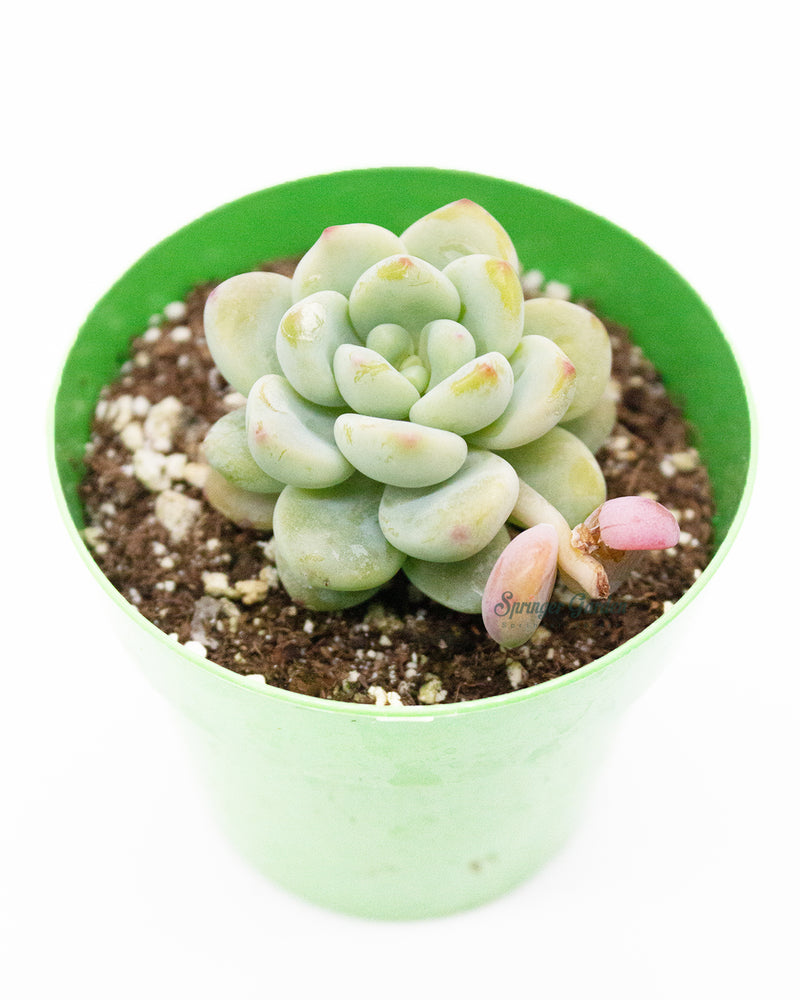 Sedum Treleasei