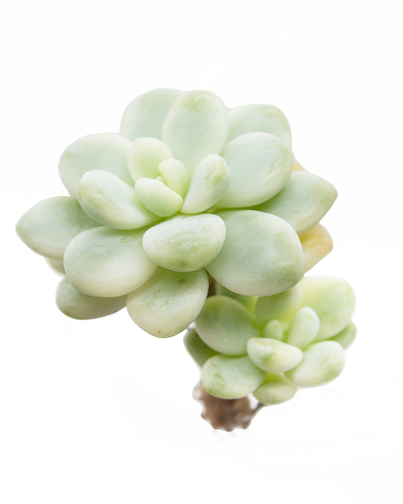 Sedum Clavatum Variegated