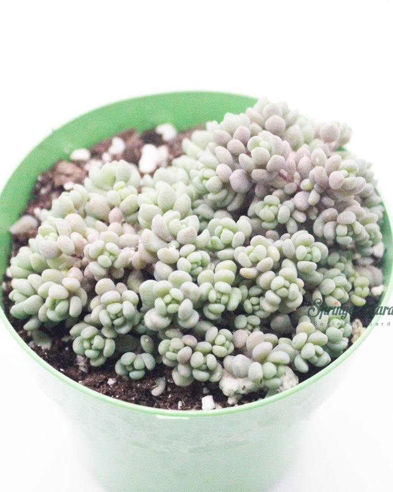 Sedum Dasyphyllum Minor
