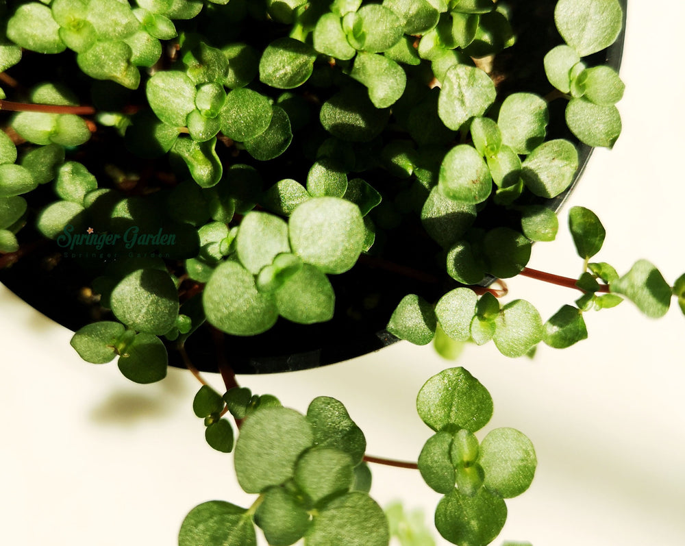 
                
                    Load image into Gallery viewer, Sedum emarginatum – Chinese Stonecrop
                
            