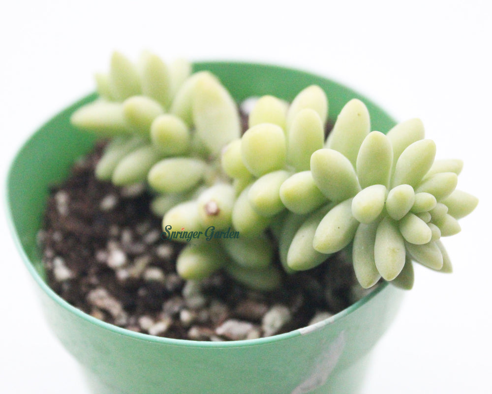 
                
                    Load image into Gallery viewer, Sedum Burrito
                
            