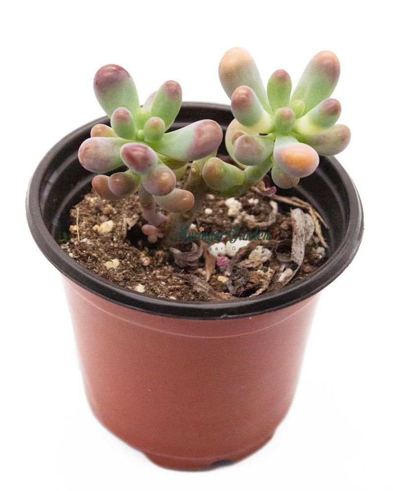Sedum Pachyphyllum Rose