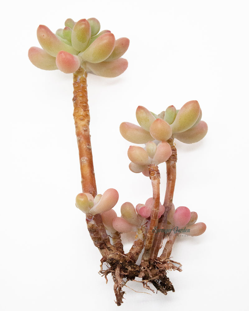 
                
                    Load image into Gallery viewer, Sedum Pachyphyllum Thin Blue Form
                
            
