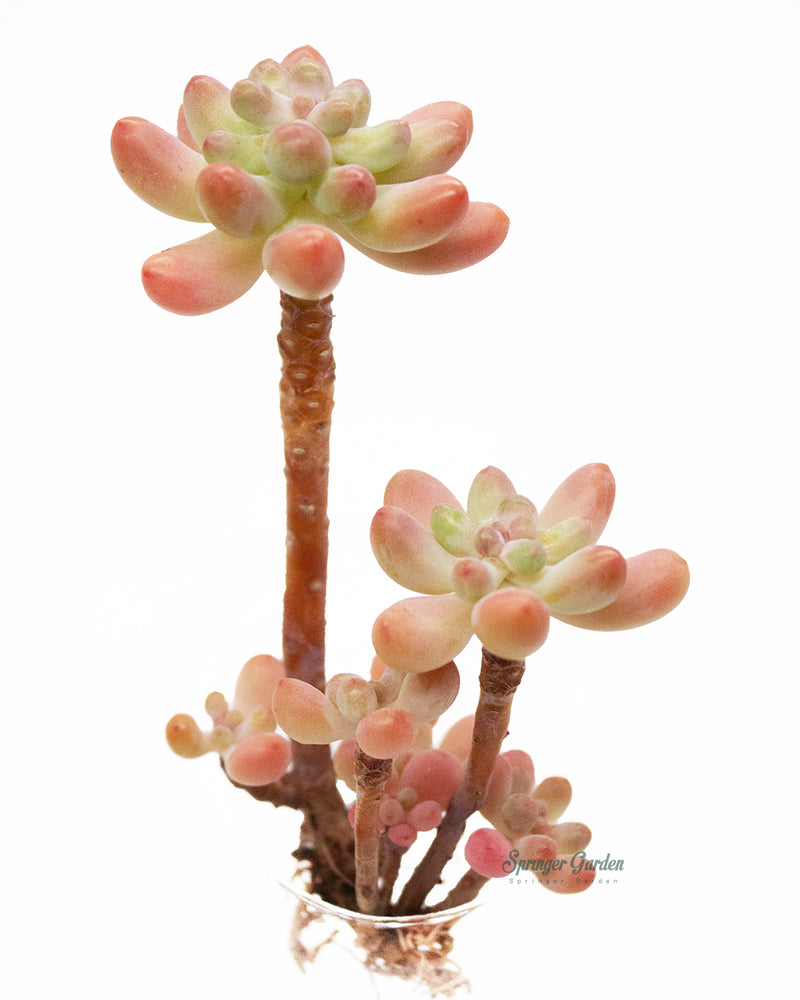 
                
                    Load image into Gallery viewer, Sedum Pachyphyllum Thin Blue Form
                
            