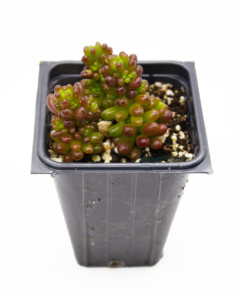 Sedum Rubrotinctum 'Redberry'