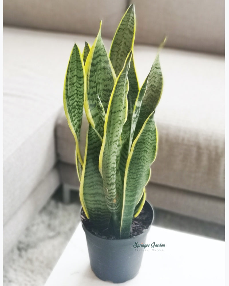 
                
                    Load image into Gallery viewer, Sansevieria Laurentii Toronto&amp;#39;s 5-star Bestseller nursery store selected local &amp;amp; Korean rare succulents; houseplants, indoor plants, selected handmade planters with a drainage hole, pots, bonsai pots, produced by ourselves, wholesale. Ceramic Planter With Drainage Hole Cactus Succulent Plant Pot/Small Fern Flower Pot Gift Garden Desk Pottery/Handmade/Ceramic/Glazed/Table Decor/Indoor Decor/Tabletop Planter
                
            