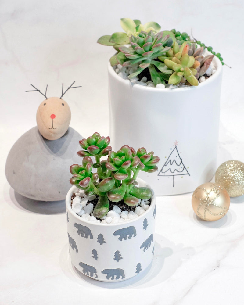 Polar Bear & Christmas Tree Pot