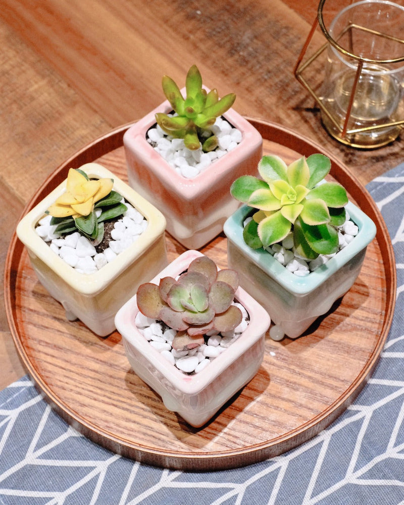 Local Succulents Subscription