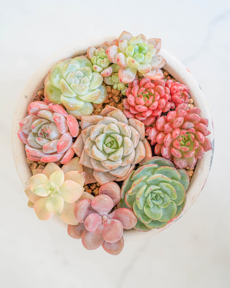 
                
                    Load image into Gallery viewer, Premium Korean Succulent Arrangement
                
            