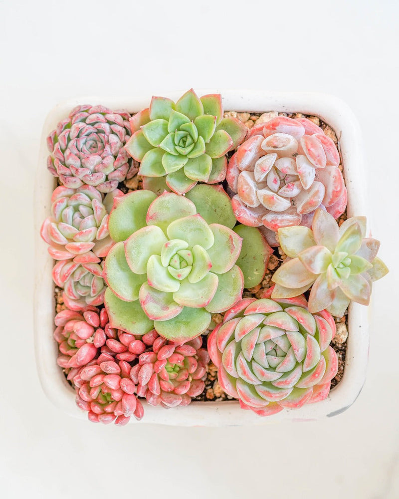 Korean Succulents Subscription