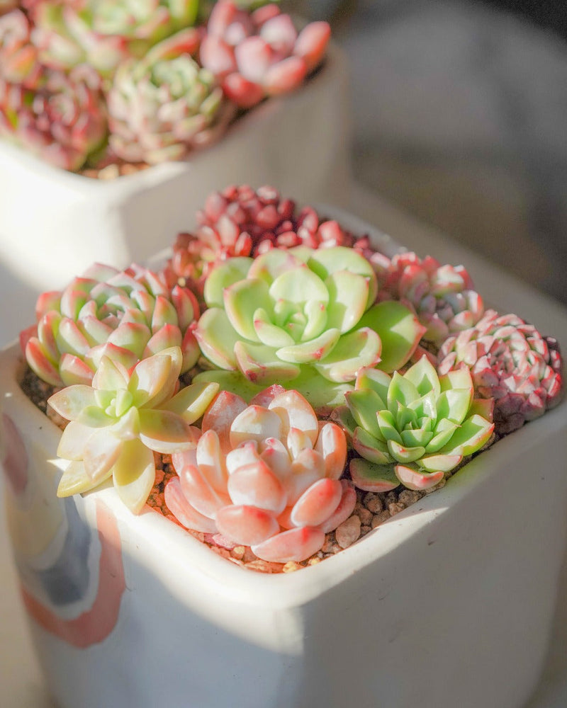 Korean Succulents Subscription