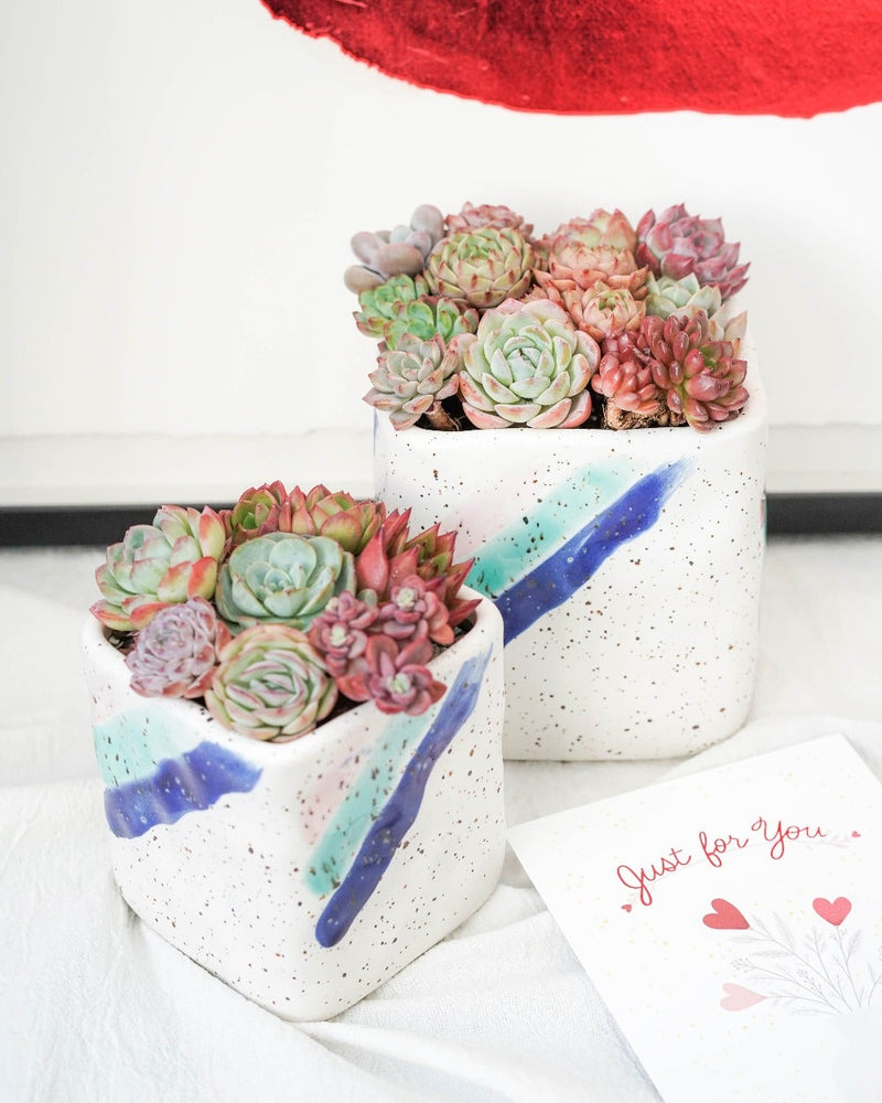 Premium Korean Succulent Arrangement Blue Edition